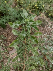Amaranthus retroflexus retroflexus