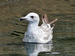 Larus argentatus