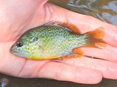 Lepomis gibbosus × cyanellus