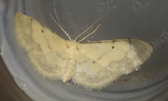 Idaea politaria