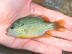 Lepomis gibbosus × cyanellus