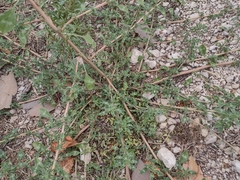 Amaranthus retroflexus retroflexus