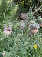 Cirsium echinus