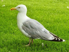 Larus argentatus