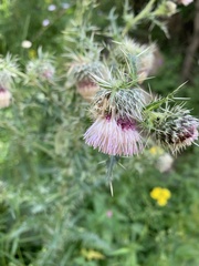 Cirsium echinus