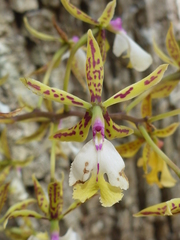 Epidendrum stamfordianum