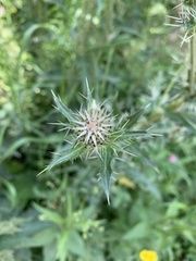 Cirsium echinus