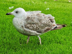 Larus argentatus