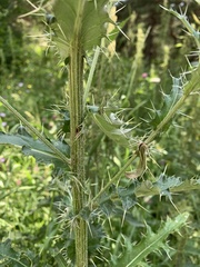 Cirsium echinus