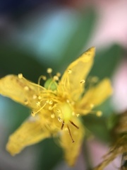 Hypericum maculatum