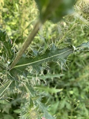 Cirsium echinus