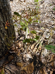 Epidendrum stamfordianum