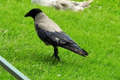 Corvus cornix