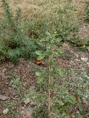 Amaranthus retroflexus retroflexus