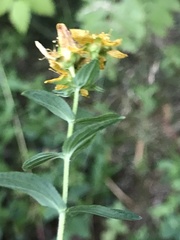 Hypericum maculatum