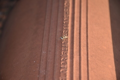 Menemerus semilimbatus