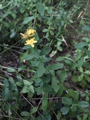 Hypericum maculatum