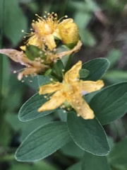 Hypericum maculatum