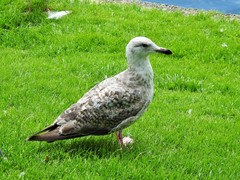 Larus argentatus