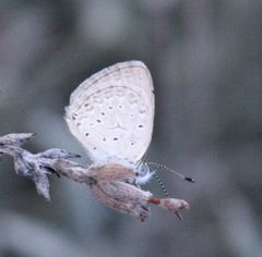 Zizeeria knysna knysna