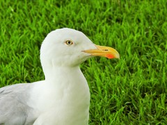 Larus argentatus