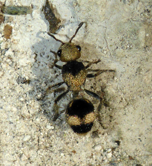 Dasymutilla chalcocephala