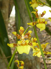Oncidium sphacelatum