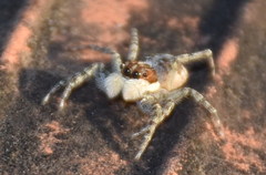 Menemerus semilimbatus