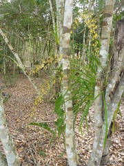 Oncidium sphacelatum