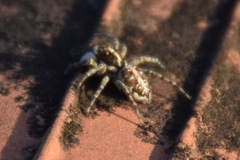 Menemerus semilimbatus