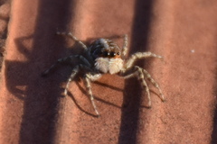 Menemerus semilimbatus