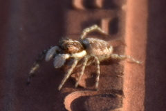 Menemerus semilimbatus