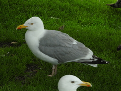 Larus argentatus