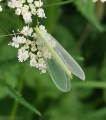 Nineta vittata