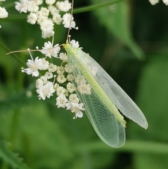 Nineta vittata