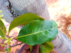 Asteropeia amblyocarpa