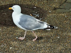 Larus argentatus