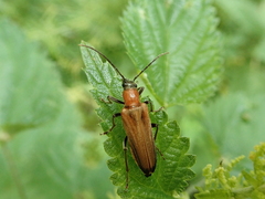 Anogcodes rufiventris