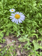 Astranthium integrifolium