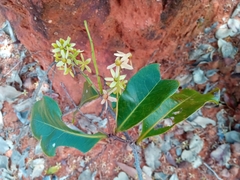 Asteropeia amblyocarpa