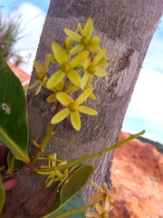 Asteropeia amblyocarpa