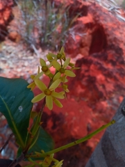 Asteropeia amblyocarpa