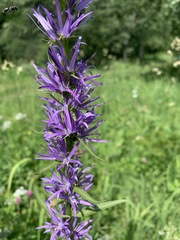 Asyneuma campanuloides