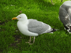 Larus argentatus