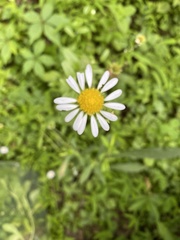 Astranthium integrifolium