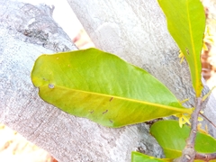 Asteropeia amblyocarpa