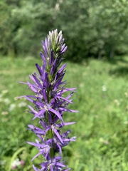 Asyneuma campanuloides