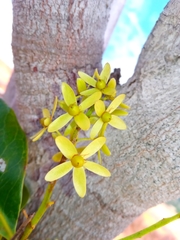 Asteropeia amblyocarpa