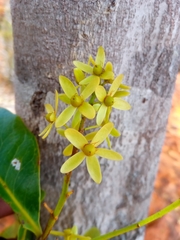 Asteropeia amblyocarpa