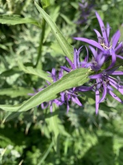 Asyneuma campanuloides